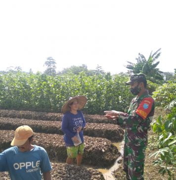 Babinsa Air Besar Beri Pendampingan Budidaya Sayuran Kepada Petani