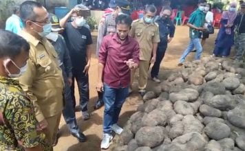 Terinspirasi Dari Youtube, Petani Desa Mayak Berhasil Budidaya Porang Beromset Ratusan Juta