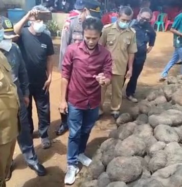 Terinspirasi Dari Youtube, Petani Desa Mayak Berhasil Budidaya Porang Beromset Ratusan Juta