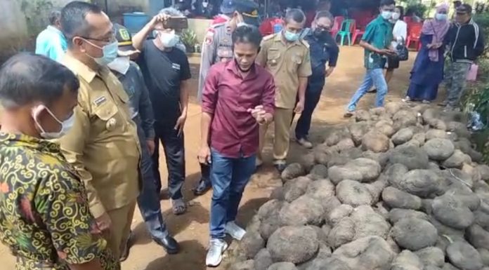 Terinspirasi Dari Youtube, Petani Desa Mayak Berhasil Budidaya Porang Beromset Ratusan Juta