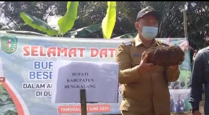 Bengkayang Ditargetkan Bangun Pabrik Sentra Porang