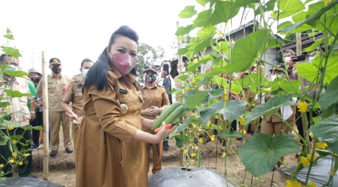 Bupati Landak Panen Ketimun Dan Cabai di Desa Pawis Hilir