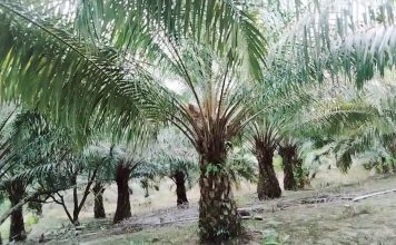 Tanah dan Wilayah Adat Sebalos Dijarah PT Ceria Prima, Warga Dikriminalisasi