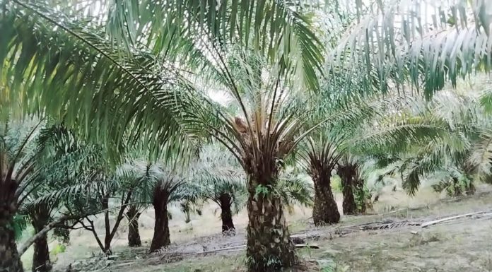 Tanah dan Wilayah Adat Sebalos Dijarah PT Ceria Prima, Warga Dikriminalisasi