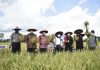 Panen Perdana Penakaran Benih Padi di Kecamatan Jelimpo
