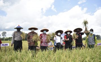 Panen Perdana Penakaran Benih Padi di Kecamatan Jelimpo