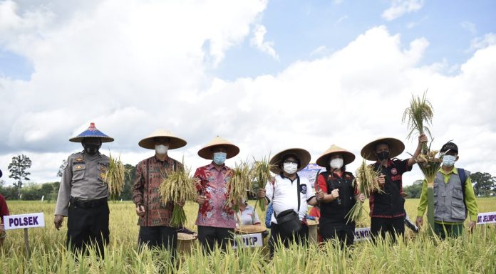 Panen Perdana Penakaran Benih Padi di Kecamatan Jelimpo