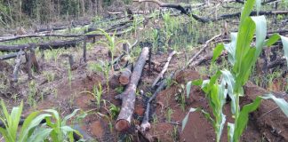 Buka Lahan Petanian Dengan Metode Bakar Warga Sebalos Diminta Klarifikasi Pihak Kepolisian