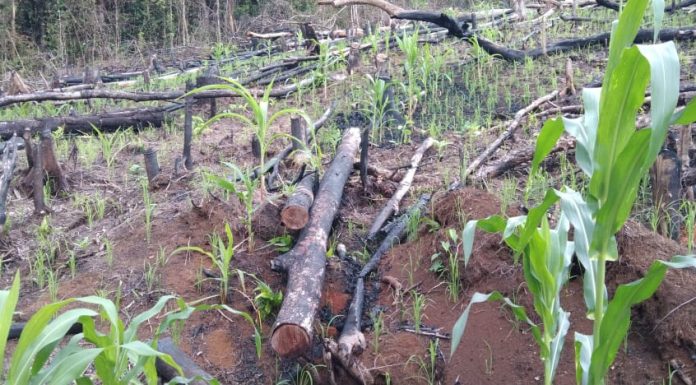 Buka Lahan Petanian Dengan Metode Bakar Warga Sebalos Diminta Klarifikasi Pihak Kepolisian