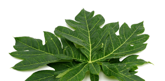 Manfaat Daun Pepaya Bagi Kesehatan Tubuh