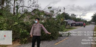 Pohon Tumbang Timpa Kabel Listrik di Menjalin