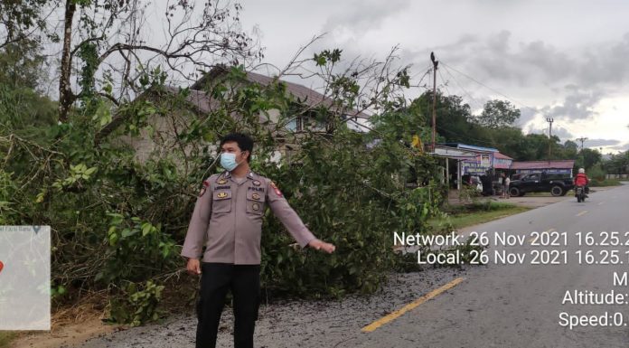 Pohon Tumbang Timpa Kabel Listrik di Menjalin