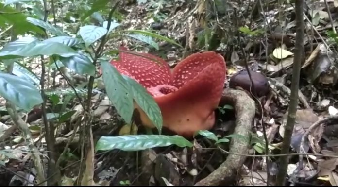 Jadi Daya Tarik Pengunjung, Bunga Raflesia Anorldi Tumbuh Subur di Desa Cipta Karya