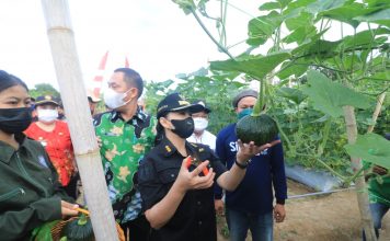 Bupati Landak Panen 500 Kilogram Ketimun