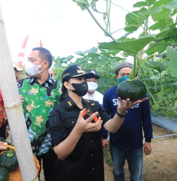 Bupati Landak Panen 500 Kilogram Ketimun