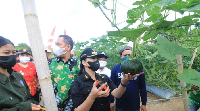 Bupati Landak Panen 500 Kilogram Ketimun