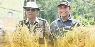 Bupati dan Wakil Bupati Ketapang Hadiri Panen Perdana Padi di Kawasan Agro Foresta Pertanian Terpadu Dusun Impala