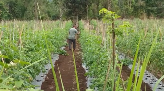 Harga Tomat dan Komoditas Sayuran di Bengkayang Anjlok di Tingkat Petani