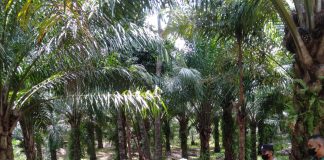 Lagi Pasien Positif COVID-19 Meninggal Dunia