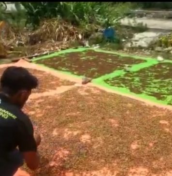 Kembangkan Minyak Atsiri Berbahan Cengkeh, Warga Pulau Kabung Harapkan Perhatian Pemerintah