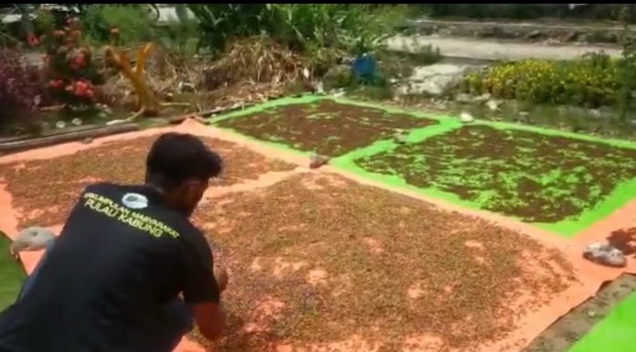 Kembangkan Minyak Atsiri Berbahan Cengkeh, Warga Pulau Kabung Harapkan Perhatian Pemerintah