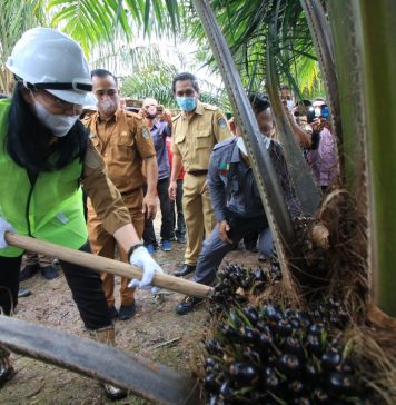 Bupati Landak Panen Perdana Peremajaan Sawit Rakyat