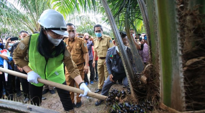 Bupati Landak Panen Perdana Peremajaan Sawit Rakyat