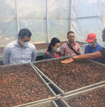 Kunker Kayong Utara, Bupati Landak Belajar Budidaya Kopi