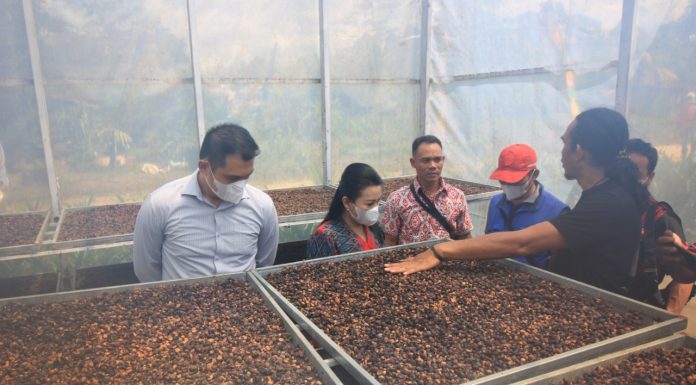 Kunker Kayong Utara, Bupati Landak Belajar Budidaya Kopi