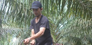 Petani Sawit di Labusel Keluhkan Harga TBS Anjlok, Minta Pemerintah Carikan Solusi