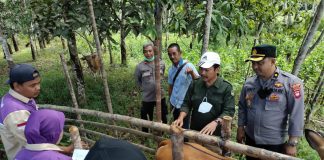 Penyakit Mulut dan Kaki Pada Hewan Merebak, Kenali Ciri-Cirinya Sebagai Berikut
