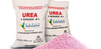 Petani di Labusel Keluhkan Sulitnya Mendapatkan Pupuk Bersubsidi
