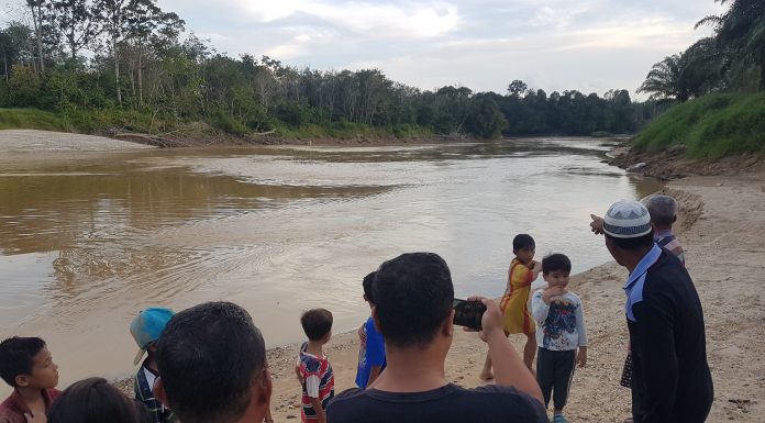Kemunculan Buaya di Sungai Landak, Warga Gelar Ritual Buang-Buang