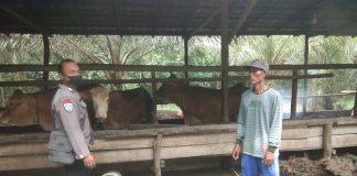 Marak PMK Serang Hewan Ternak, Bhabinkamtibmas Polsek Ngabang Datangi Peternak Sapi Beri Himbauan