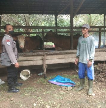 Marak PMK Serang Hewan Ternak, Bhabinkamtibmas Polsek Ngabang Datangi Peternak Sapi Beri Himbauan