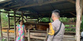 Bhabinkamtibmas Polsek Mempawah Hulu Ajak Peternak Jaga Kesehatan Hewan Peliharaan Cegak PMK