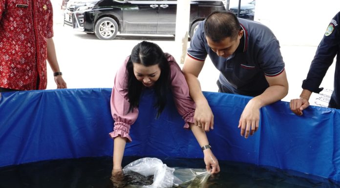 Karolin Ajak Masyarakat Manfaatkan Lahan Untuk Budidaya Lele
