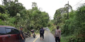 Pohon Tumbang Tutup Akses Jalan di Mandor Pasca Diguyur Hujan Deras dan Angin Kencang