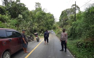 Pohon Tumbang Tutup Akses Jalan di Mandor Pasca Diguyur Hujan Deras dan Angin Kencang