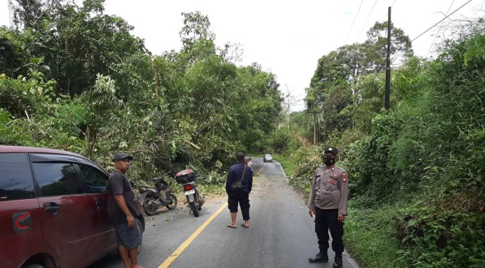 Pohon Tumbang Tutup Akses Jalan di Mandor Pasca Diguyur Hujan Deras dan Angin Kencang