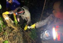 Hendak Cari Kayu Dihutan, Pelajar Temukan Tengkorak Manusia