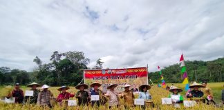 Gunakan Sistem Dua Kali Tanam Tanpa Pupuk, Hasil Panen Padi Poktan Sumber Harapan Desa Serimbu Melimpah