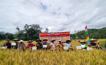 Gunakan Sistem Dua Kali Tanam Tanpa Pupuk, Hasil Panen Padi Poktan Sumber Harapan Desa Serimbu Melimpah
