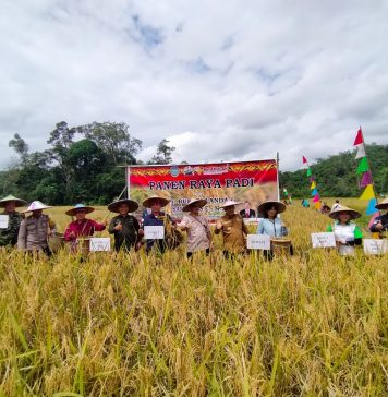 Gunakan Sistem Dua Kali Tanam Tanpa Pupuk, Hasil Panen Padi Poktan Sumber Harapan Desa Serimbu Melimpah