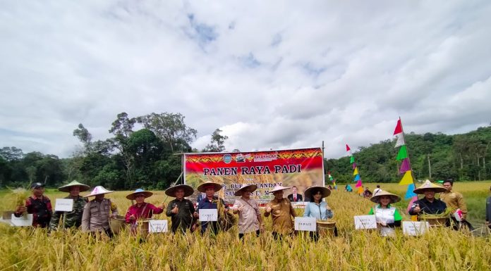 Gunakan Sistem Dua Kali Tanam Tanpa Pupuk, Hasil Panen Padi Poktan Sumber Harapan Desa Serimbu Melimpah