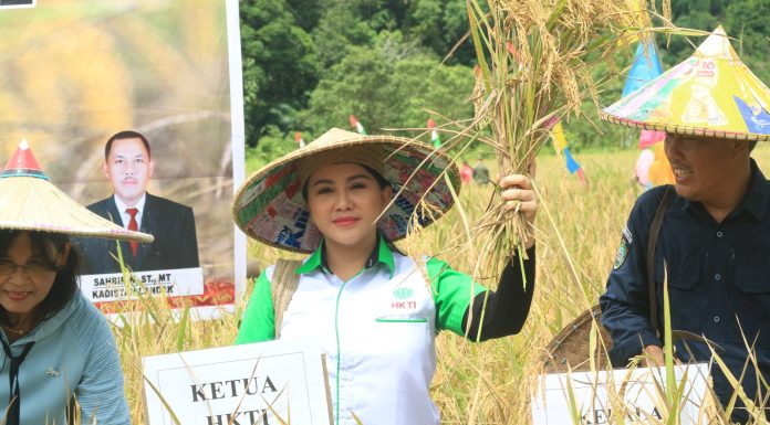 Bersama Pj Bupati Landak, Karolin Lakukan Panen Raya Padi di Serimbu
