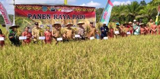 Samuel Puji Hasil Panen Raya Padi Petani di Sengah Temila