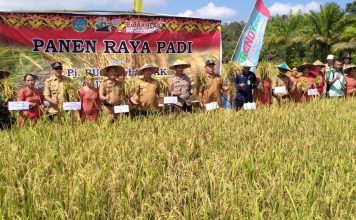 Samuel Puji Hasil Panen Raya Padi Petani di Sengah Temila