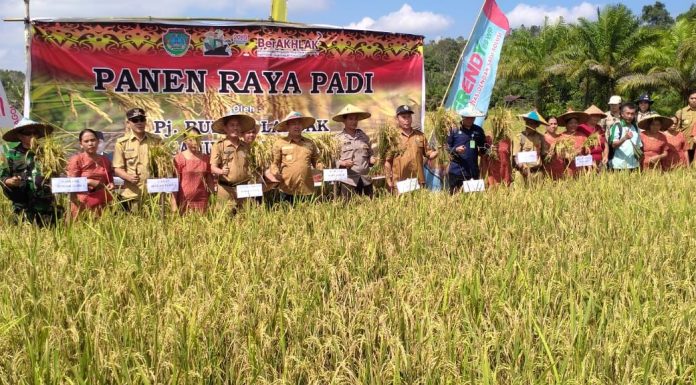 Samuel Puji Hasil Panen Raya Padi Petani di Sengah Temila
