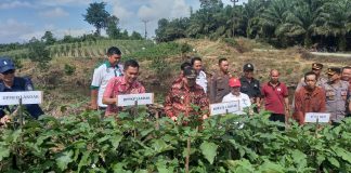 Gapoktan Tuah Engkadu Panen Sayur Mayur, Pj. Bupati Samuel Harapkan Bisa Jadi Contoh Bagi Desa Lain